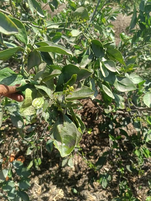 بعد اذنك كنت محتاج علاج مناسب للمرض فالموالح